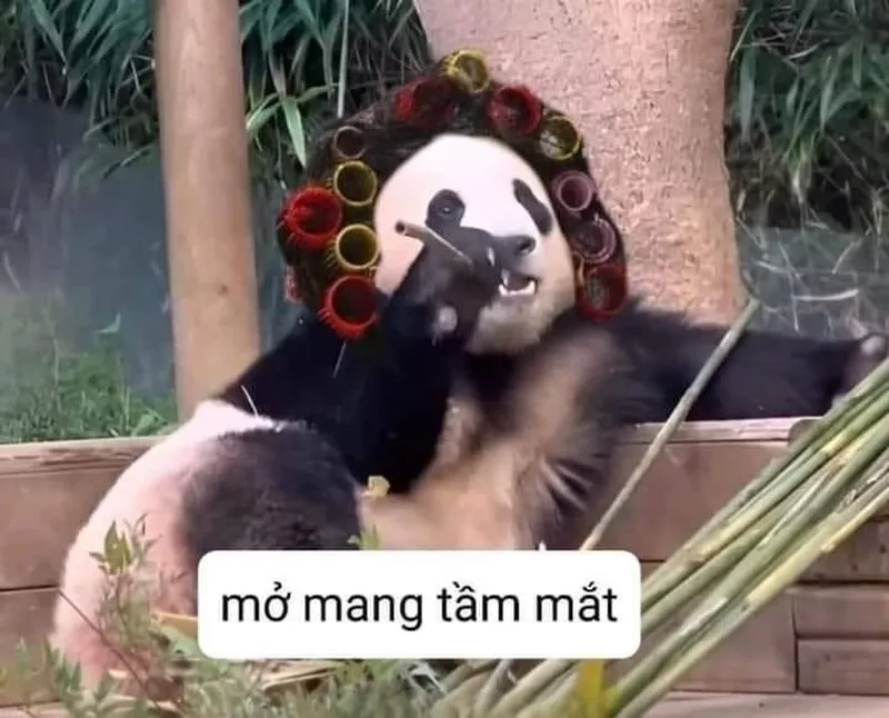 Hài hước khó đỡ cùng meme trung quốc gấu trúc cực chất