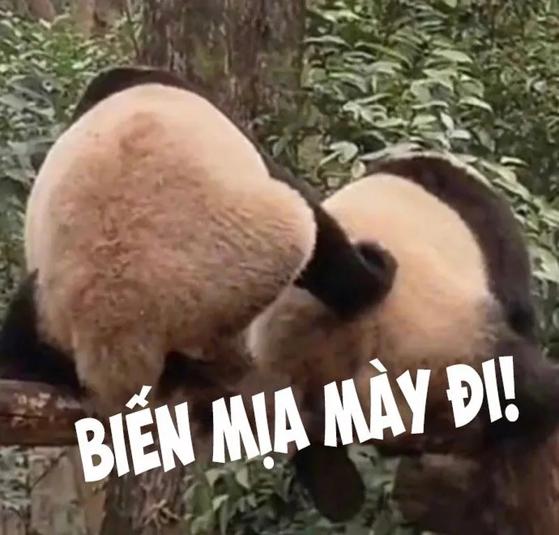 Bộ sưu tập meme trung quốc hài khiến dân mạng thả tim