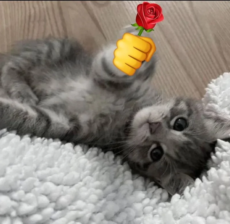Xem ngay loạt cute meme tặng hoa khiến tim bạn rung rinh