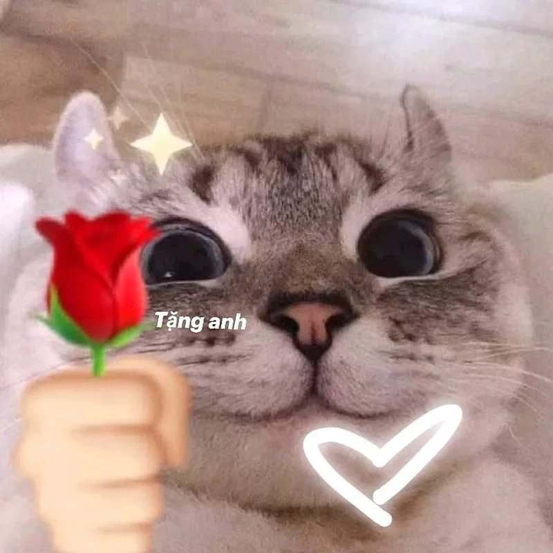 Bộ ảnh hot cute meme mèo tặng hoa trend TikTok