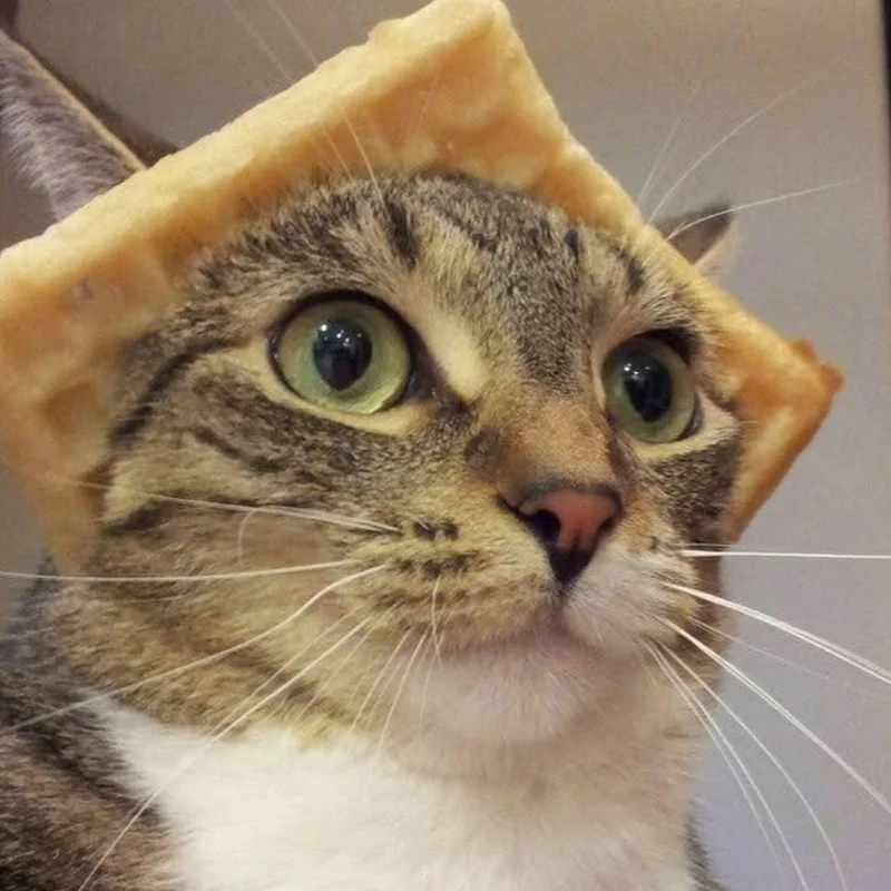 Biến mọi avatar trở nên hài hước với avatar mèo vô tri meme