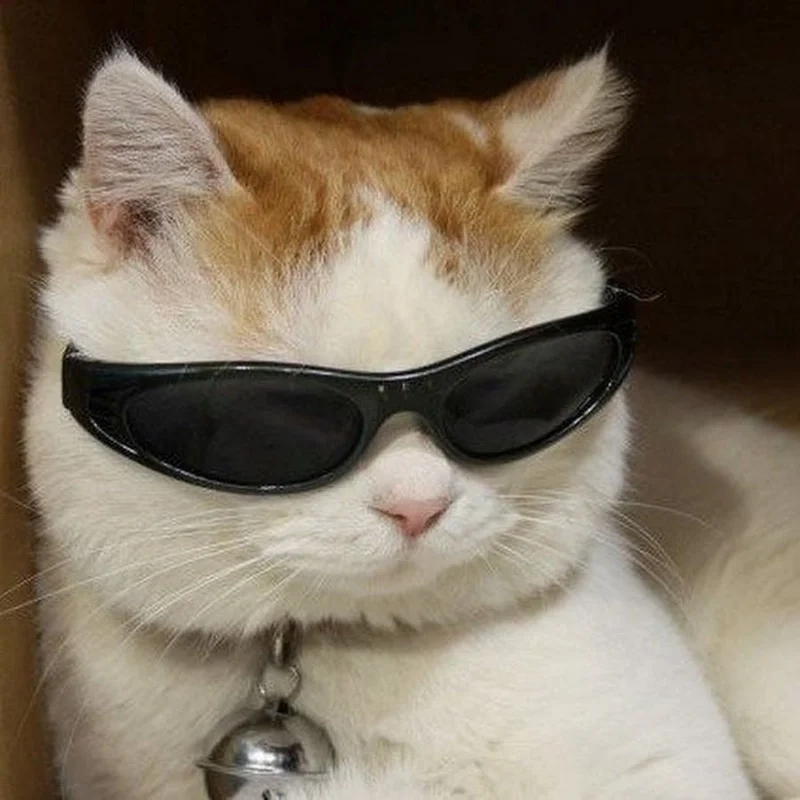 Cười thả ga mỗi ngày cùng ảnh meme mèo vô tri