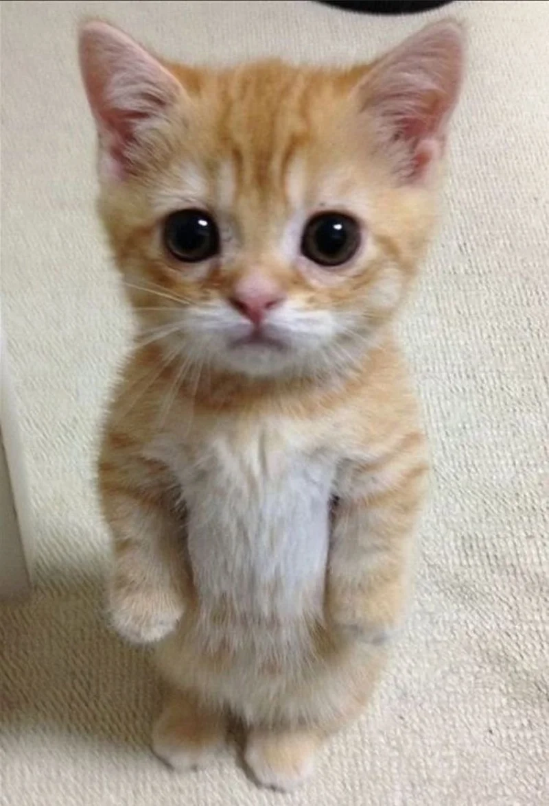 Tạo avatar độc lạ với ảnh meme avatar vô tri mèo