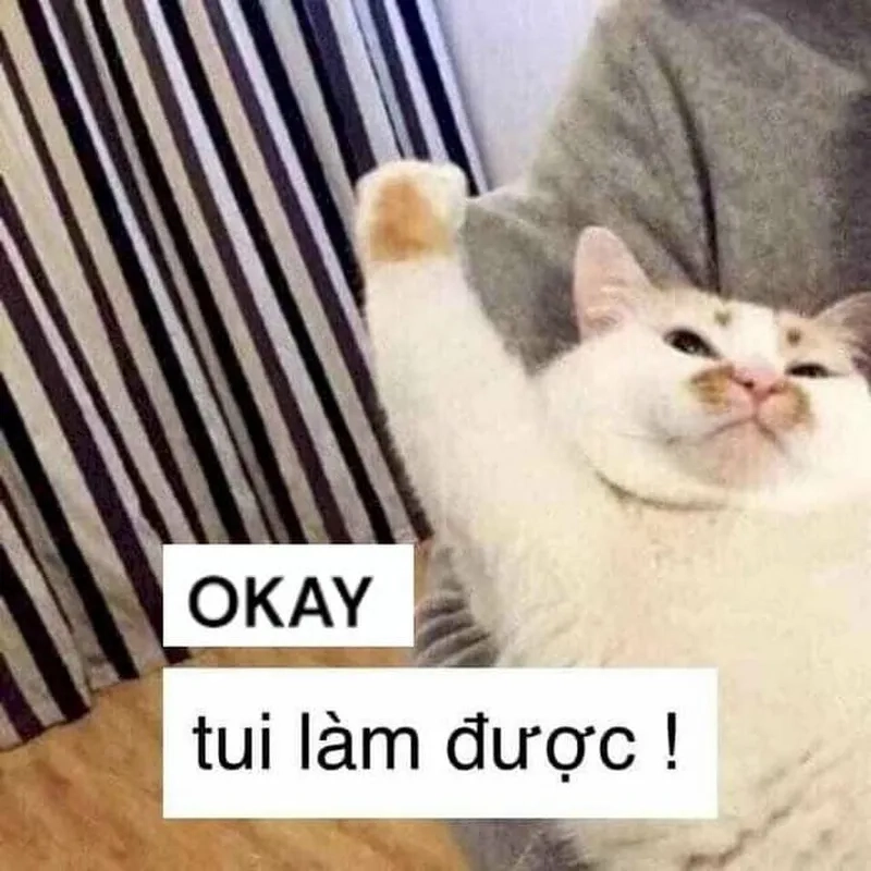 Cười nhẹ nhàng với bộ oke meme cực cute
