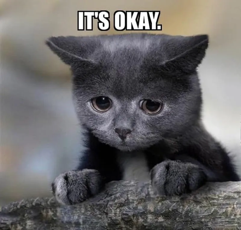 Khi mood hôm nay ổn định nhờ meme ok cute