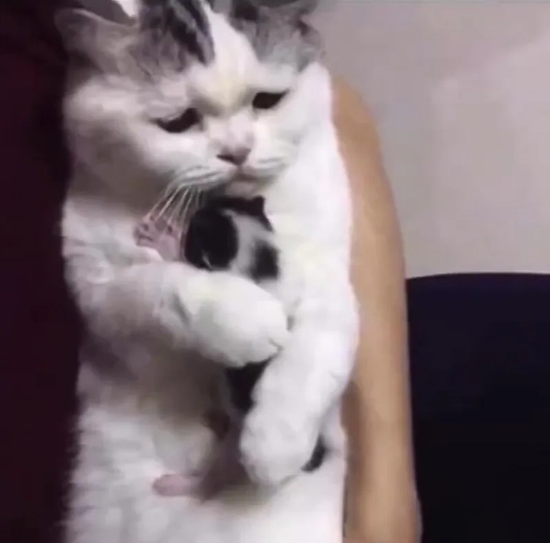 Gửi bạn chiếc meme ôm ngọt ngào làm tan biến mọi buồn phiền