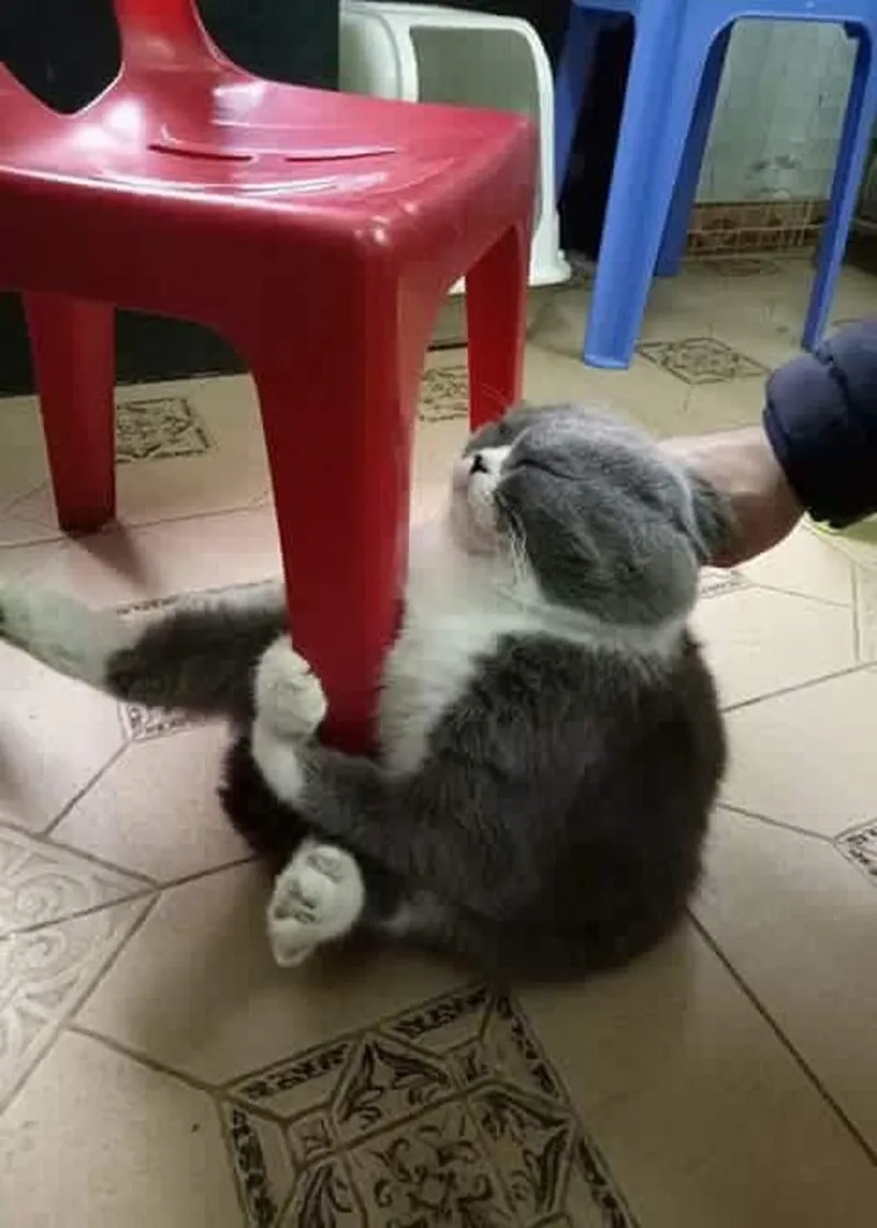 Nhận ngay một cái ôm ôm meme cho ngày thêm tràn đầy năng lượng