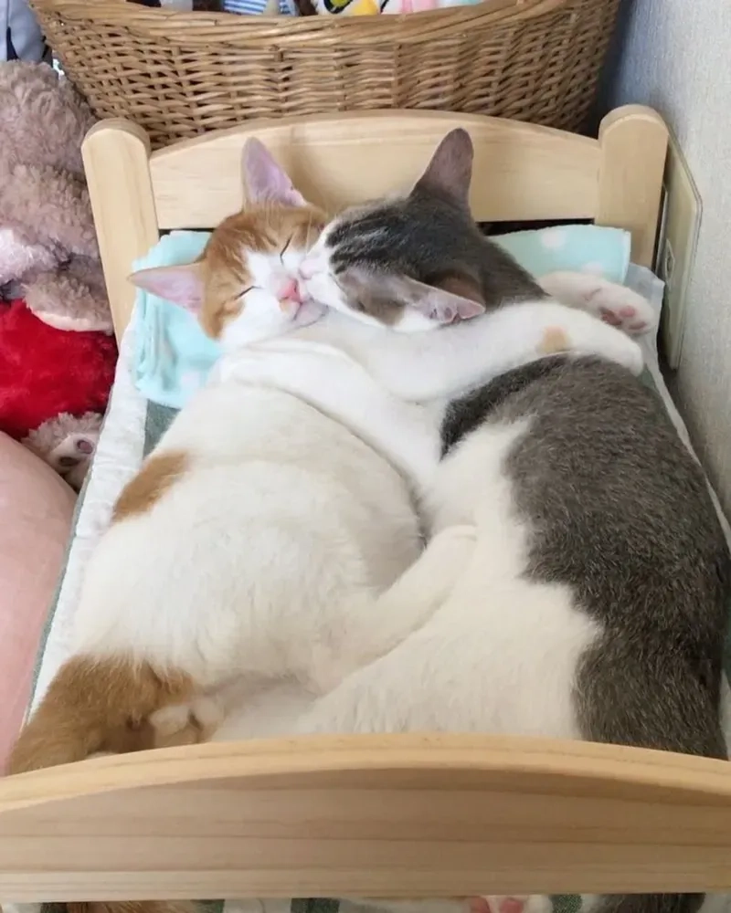 Tải về ngay ảnh meme ôm dễ thương nhất mạng xã hội