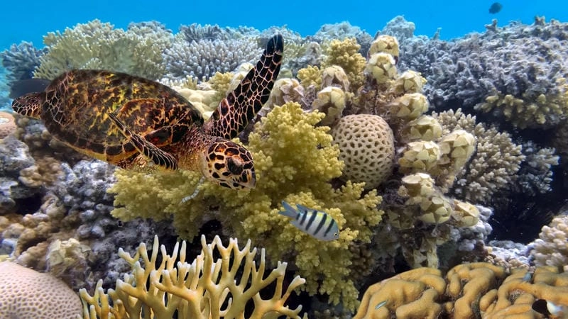 Cười sảng với rạn san hô Great Barrier kỳ diệu