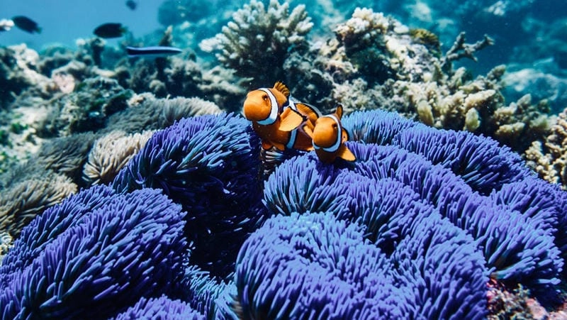 Sưu tầm những bức rạn san hô Great Barrier hoang sơ