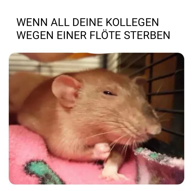Rat meme là gì?