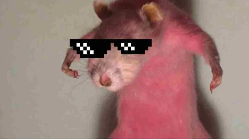 Tuổi thơ ùa về với master splinter meme bá đạo