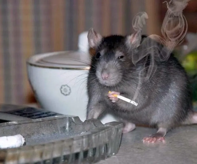 Hot trend TikTok gọi tên pizza rat meme khiến ai cũng thích thú