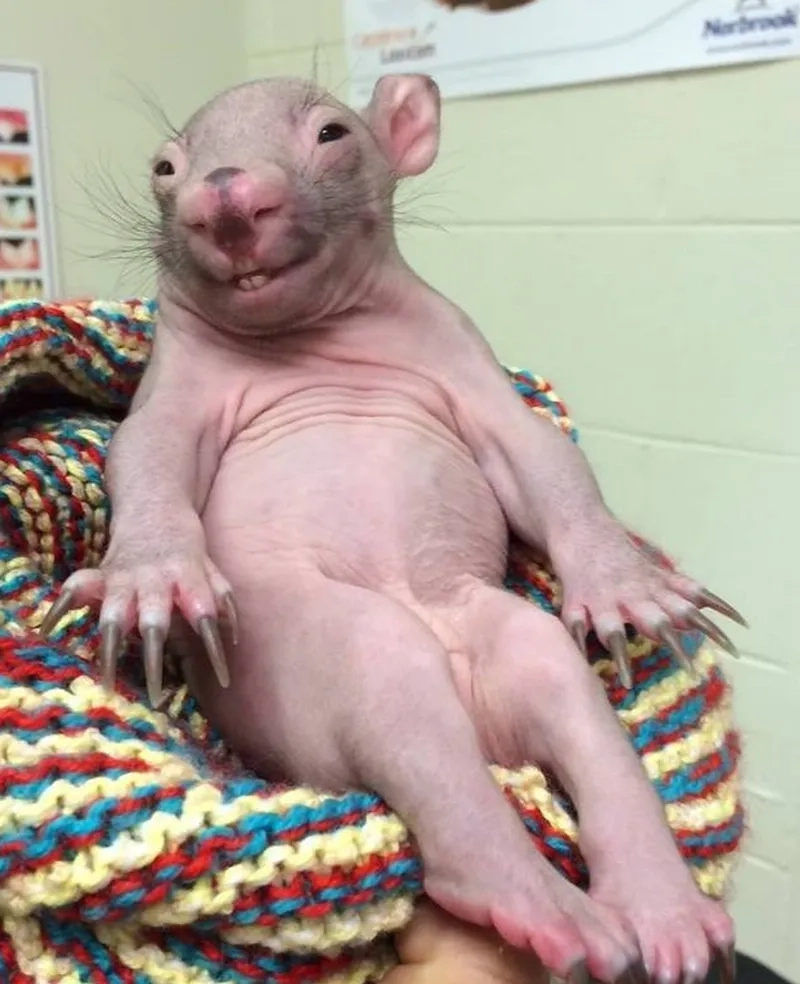 Sáng tạo vô cực với ratatouille meme chế chất lừ