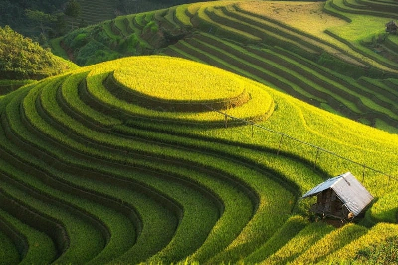 Gợi ý những bức ruộng bậc thang Sapa 4k