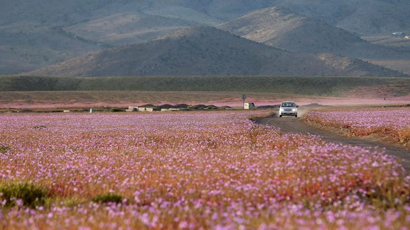 Tìm về sa mạc Atacama thanh bình