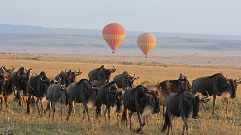 Săn những bức Serengeti huyền ảo