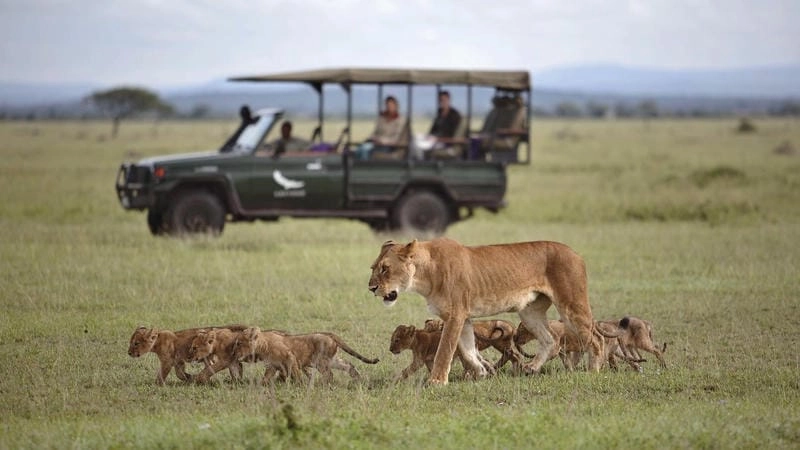 Gợi ý những bức Serengeti tuyệt mỹ