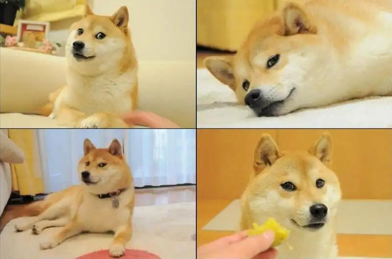 Khám phá bộ sưu tập shiba meme vn mới nhất hôm nay