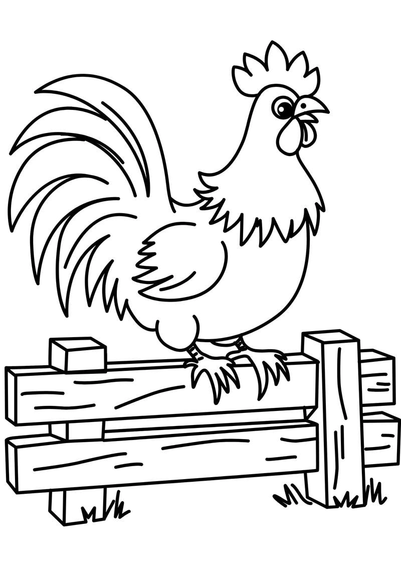 Bé sẽ mê mẩn với hình tô màu con gà trống sinh động