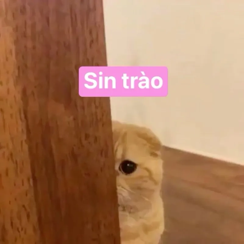 Vô tri meme là gì?