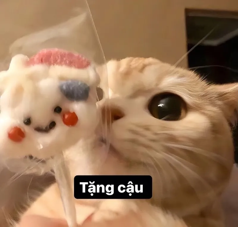 Cười nghiêng ngả cùng hình ảnh meme avatar vô tri mèo độc lạ