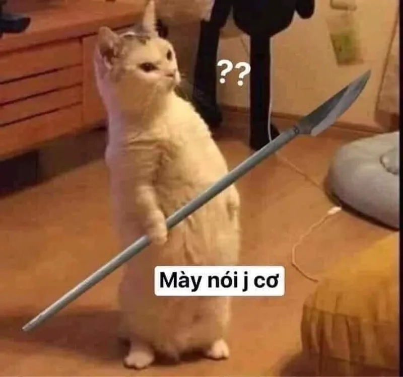 Khám phá ngay ảnh vô tri meme khiến ai cũng bật cười