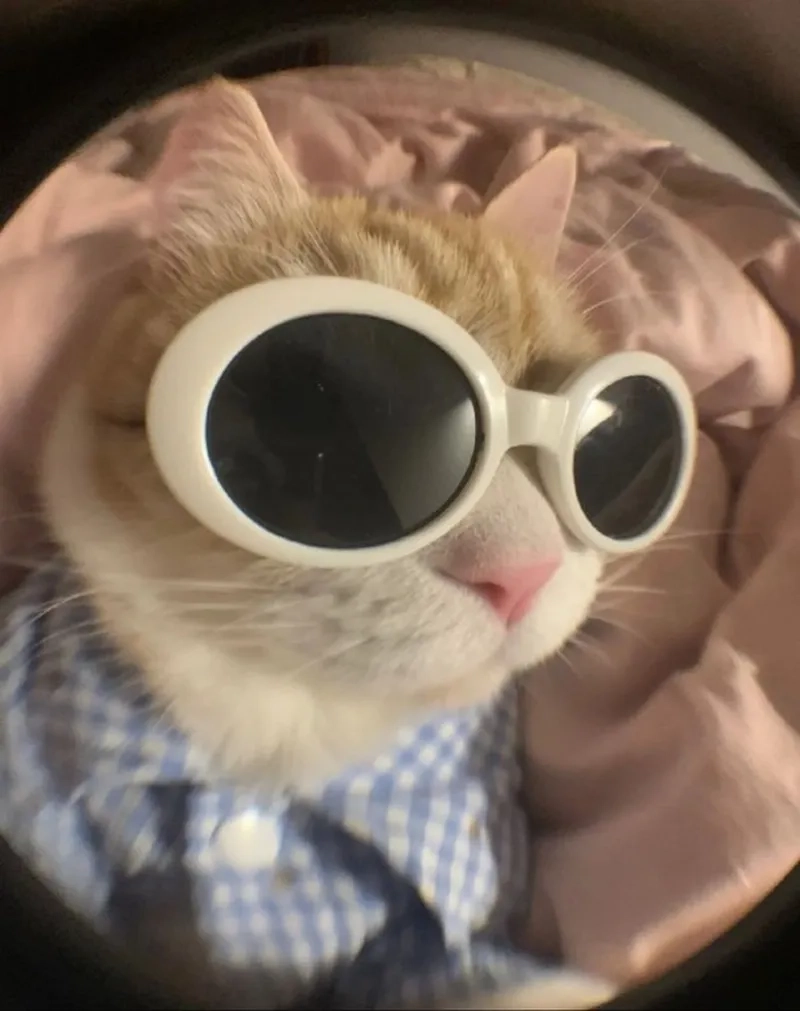 Tổng hợp chất nhất hình ảnh meme avatar vô tri mới nhất