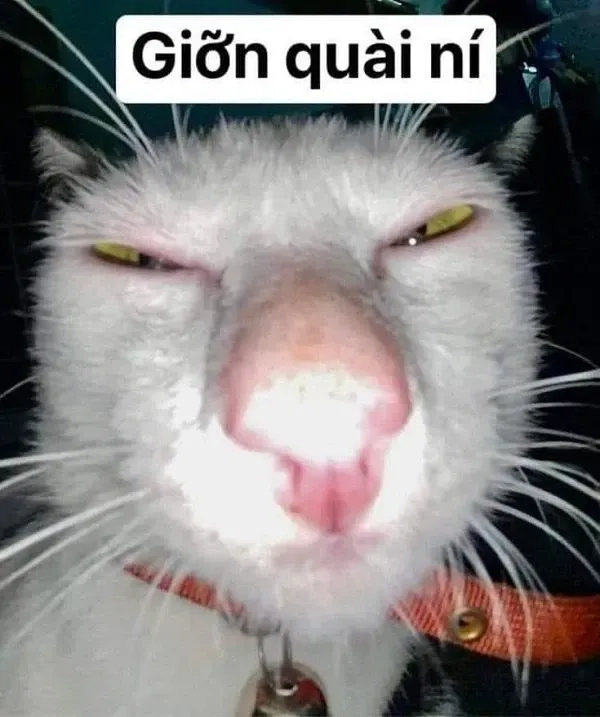 Trọn bộ hài hước ảnh meme ảnh vô tri siêu dễ thương