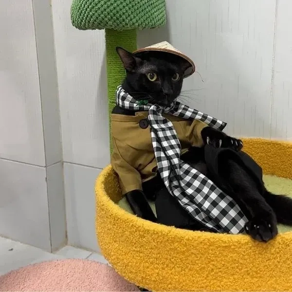 Trọn bộ độc lạ hình meme vô tri siêu hài hước