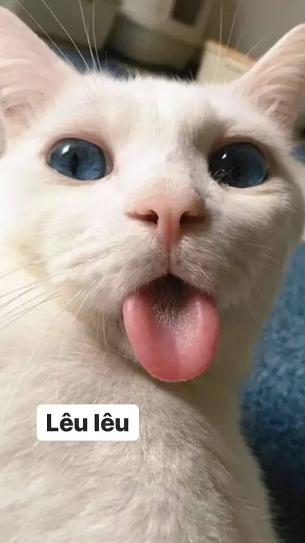 Kho báu ảnh hài hình ảnh meme avatar vô tri mèo cực cuốn