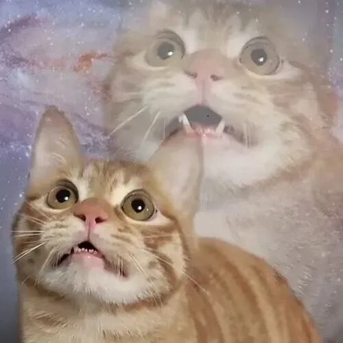 Tải về ngay vô tri meme chất chơi mạng xã hội
