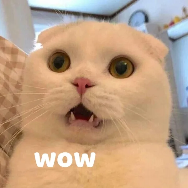 Top trend wow memes khiến bạn chỉ xem thôi cũng phải bật cười