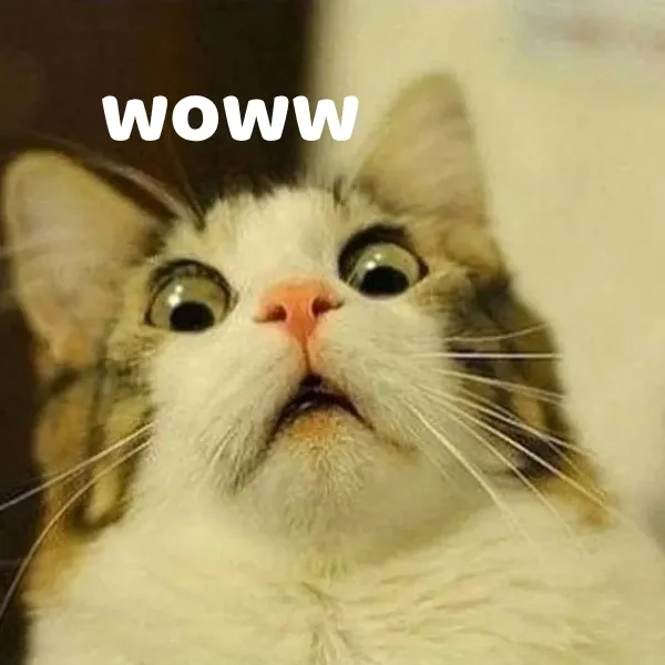 Gây nghiện với wow meme sound effect nghe là bật cười