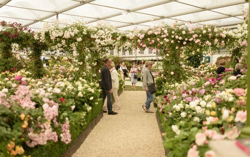 Cười sảng với lễ hội Chelsea Flower Show sôi động