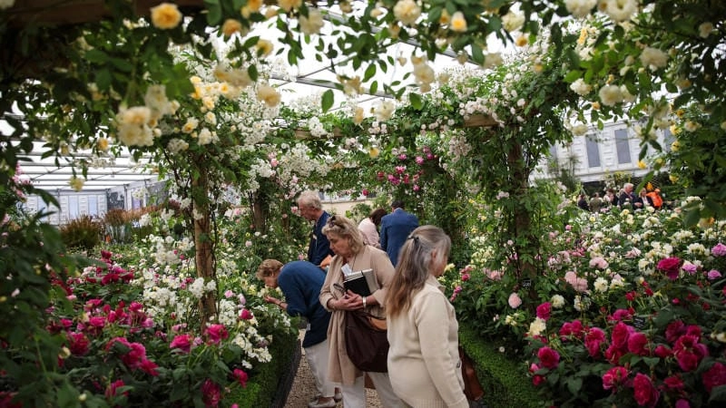 Khám phá các hoạt động tại lễ hội Chelsea Flower Show