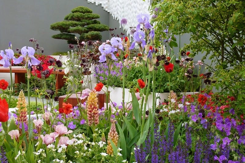 Ngắm nhìn vẻ đẹp lễ hội Chelsea Flower Show hấp dẫn