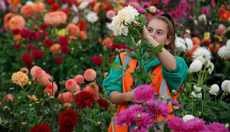 Sưu tầm những bức lễ hội Chelsea Flower Show nổi bật