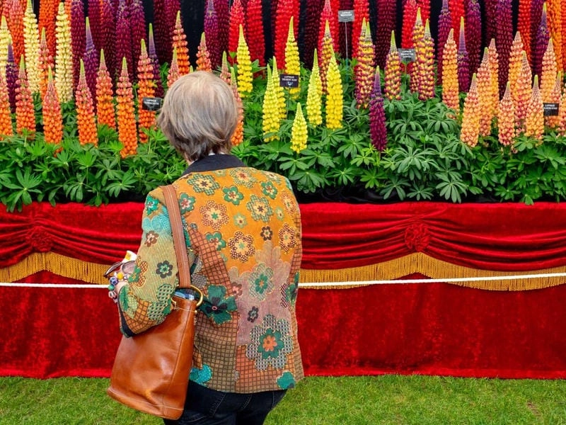 Cùng du ngoạn lễ hội Chelsea Flower Show hoành tráng