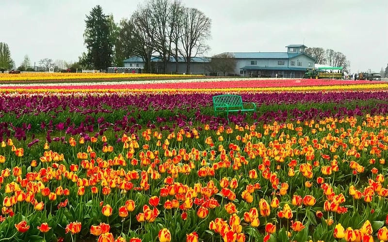 Săn những bức ảnh lễ hội Tulip Time hoa tulip