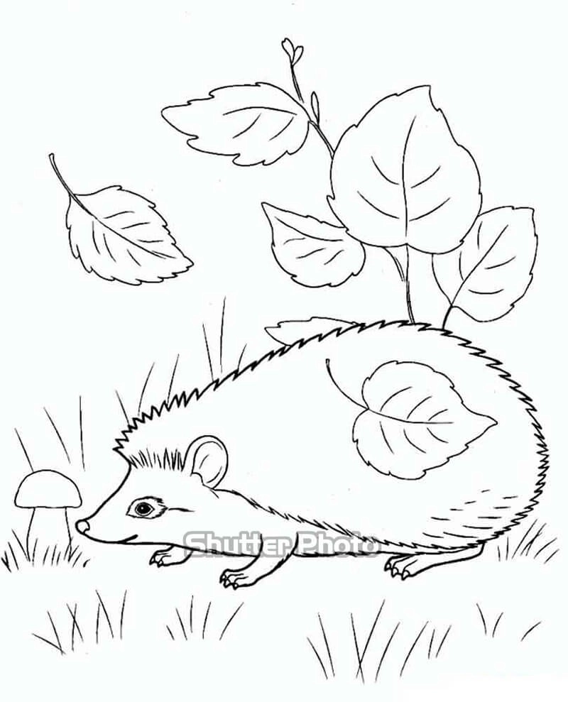 Hình vẽ tô màu con nhím ngộ nghĩnh cuốn hút