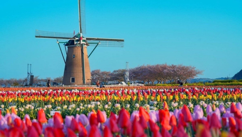 Tulip time holland michigan nổi tiếng với văn hóa hà lan đặc sắc