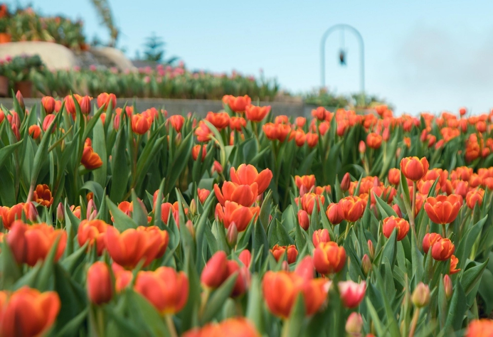 Trang phục truyền thống tulip time tạo điểm nhấn độc đáo cho lễ hội